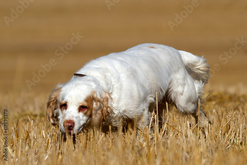 Working Clumber Spaniel in a corn field