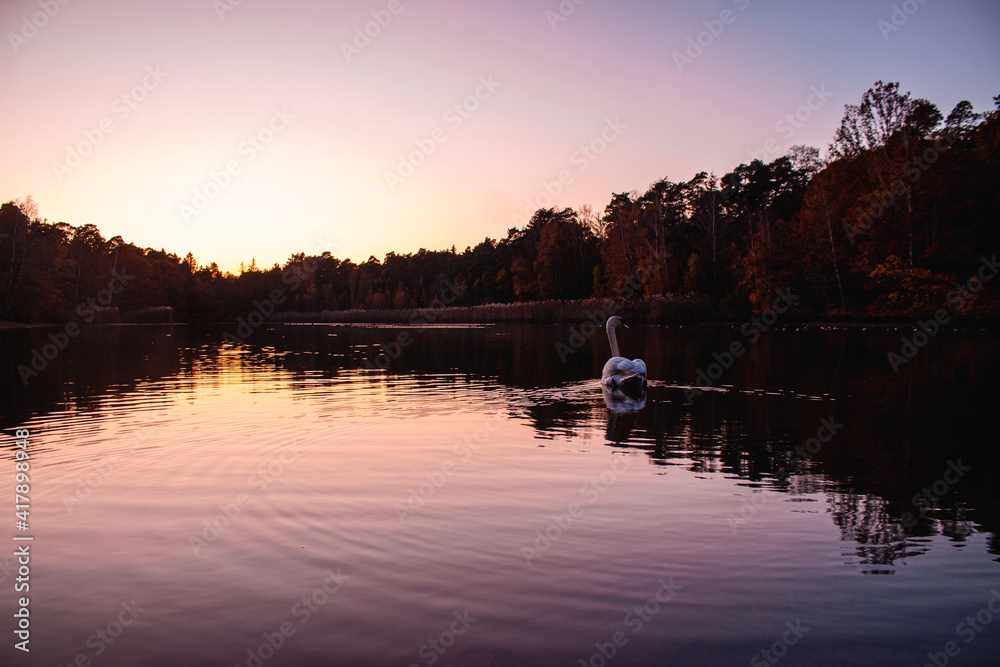 Obraz premium Swan in water