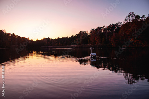 Swan in water