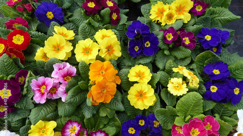 Colorful flowers in the summertime.