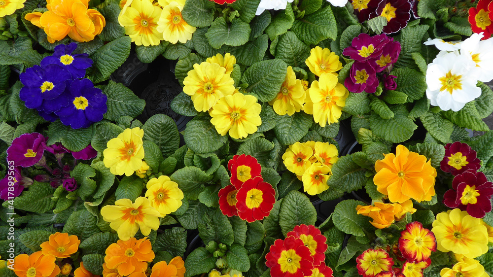 Flowers in the summertime garden. Flowers in the summertime garden.