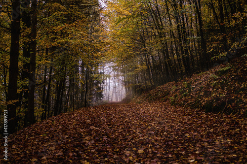 Fall trail
