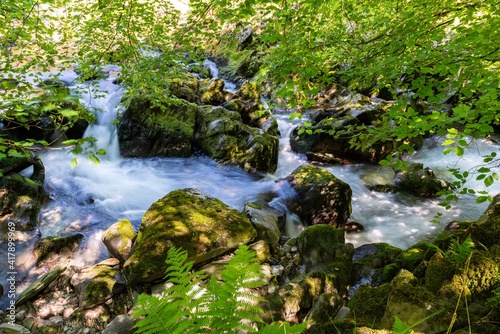 river in the forest