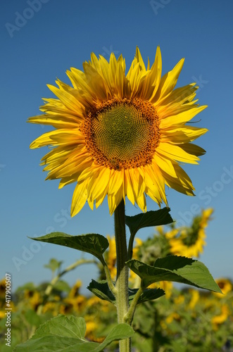 Sonnenblume  Sonnenblumen