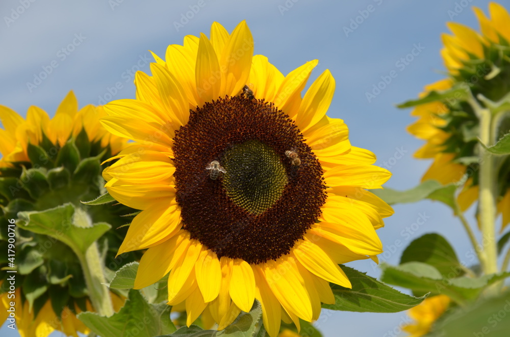 Sonnenblume, Sonnenblumen