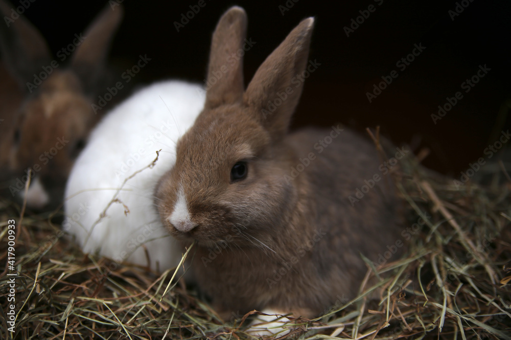 three bunnies eating and resting together three bunnies eating and resting together