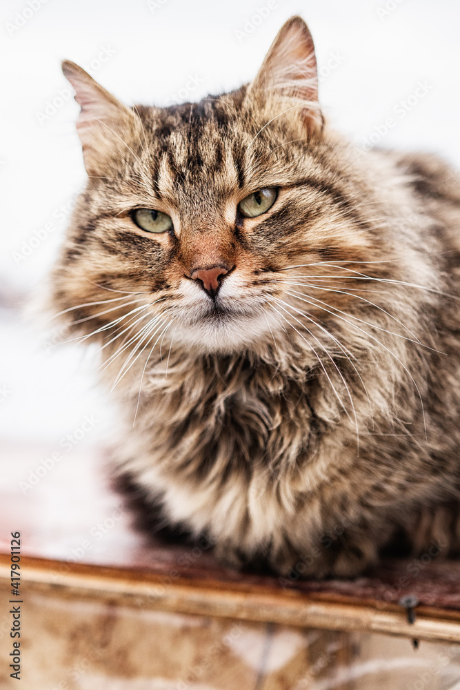 Portrait of a fluffy beautiful cat looking into the camera. Animal, cute, wild, friendliness, stranger, wool, interest, vertical photo