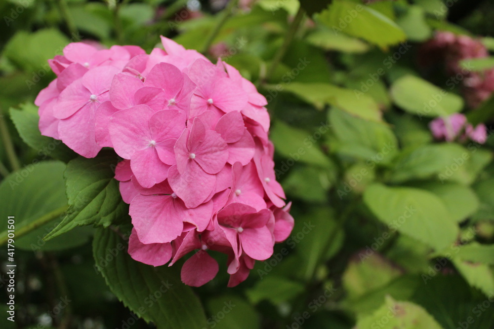 Pink geranium in the garden