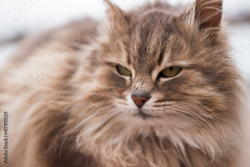 Portrait of a cat resting on the street. Animal, wild, close-up, green eyes, fauna, furry, thoroughbred, cute, wool