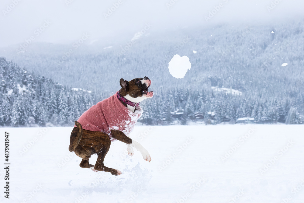 Adorable Female Boxer Dog playing in a snow covered frozen lake during winter time. Alta Lake, Whistler, British Columbia, Canada.