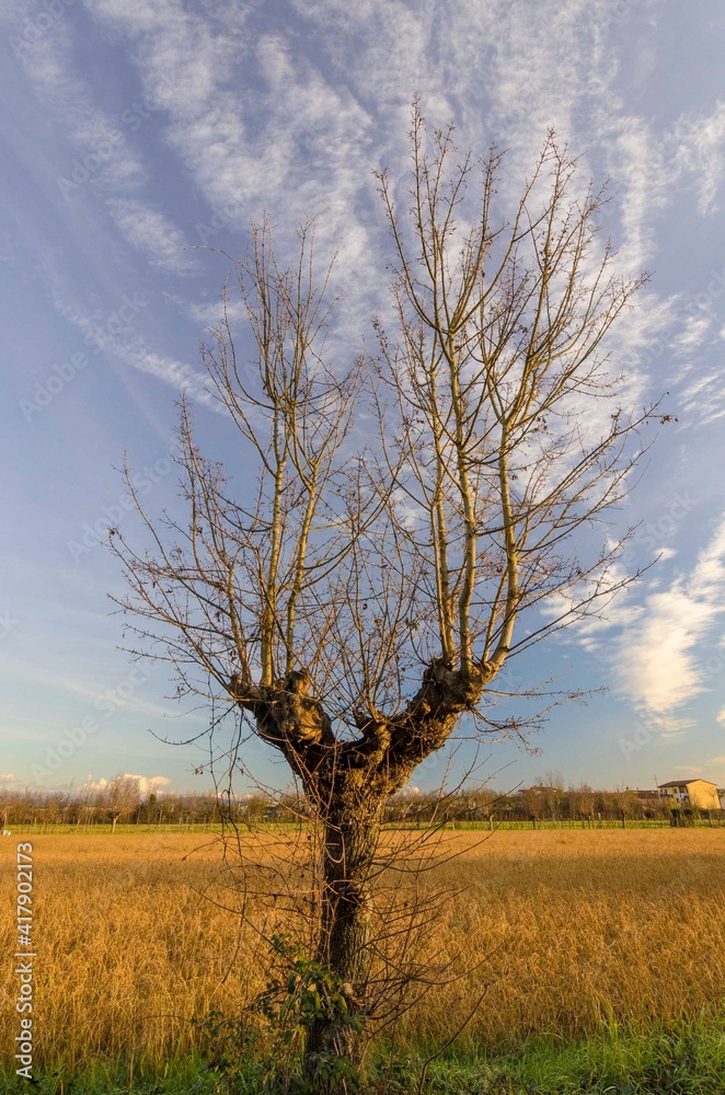 Lonely bare tree with buds in the countryside Lonely bare tree with buds in the countryside