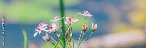 Photography Small pink flowers on the shore of pond banner panoramic