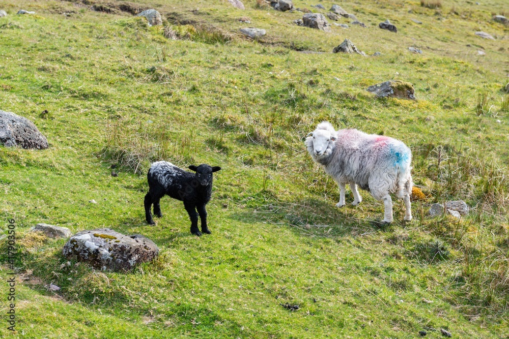 Obraz premium sheep in field 