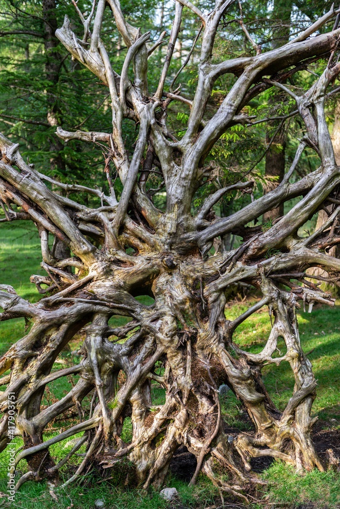 trees in the forest