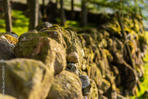 moss on the stone
