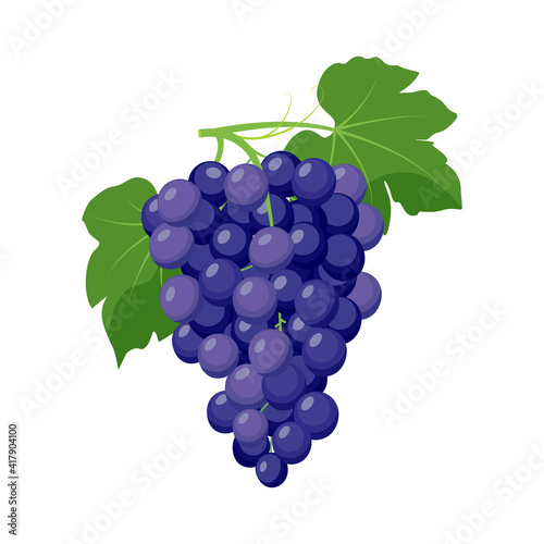 Bunch of blue grapes. Grape product, vector illustration isolated on white background.