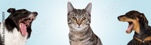 Photography two dogs barking at a cat