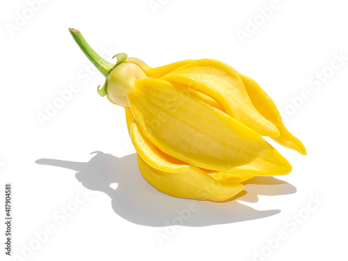 Close up fragrant flowers of climbing ylang-ylang