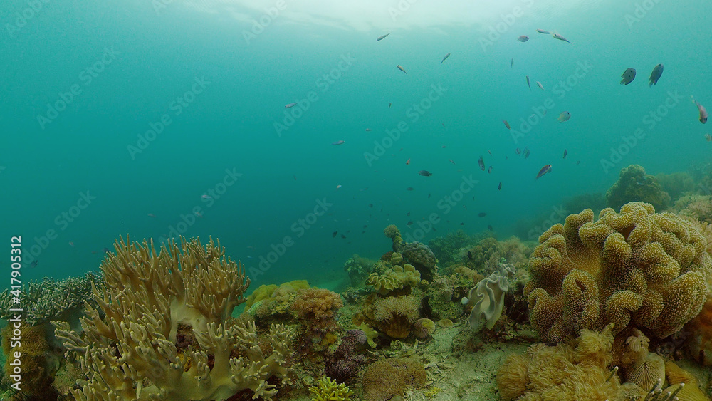 Obraz premium Coral reef and tropical fishes. The underwater world of the Philippines.