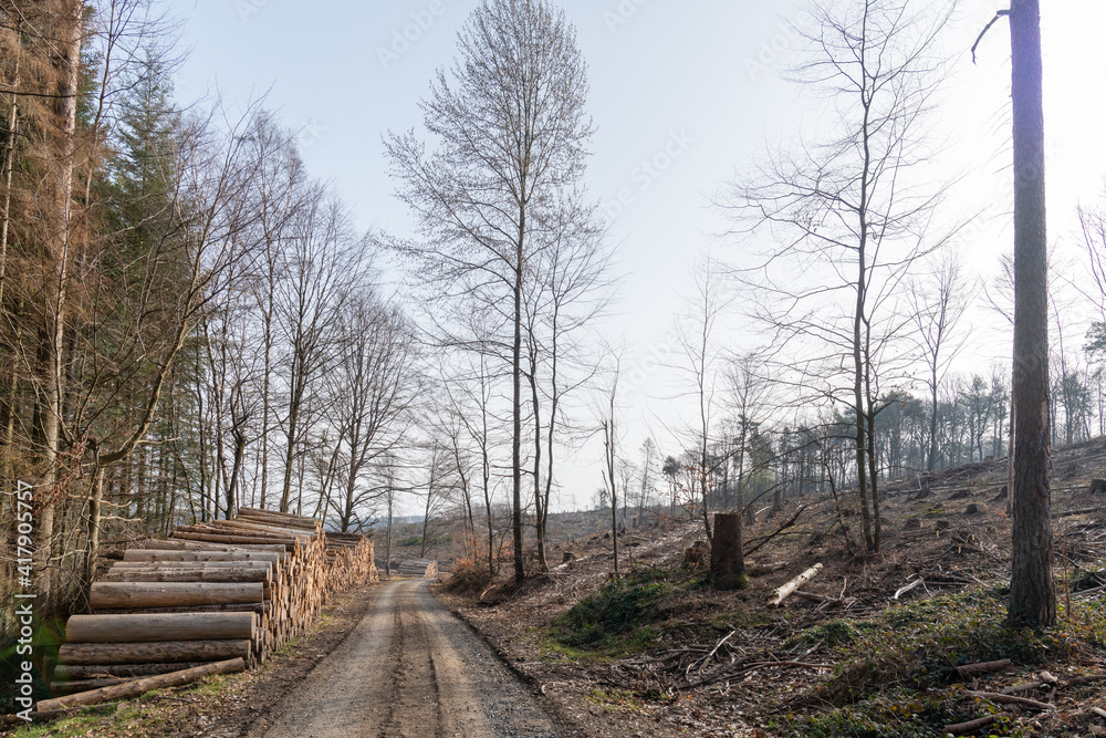 Waldsterben in Deutschland