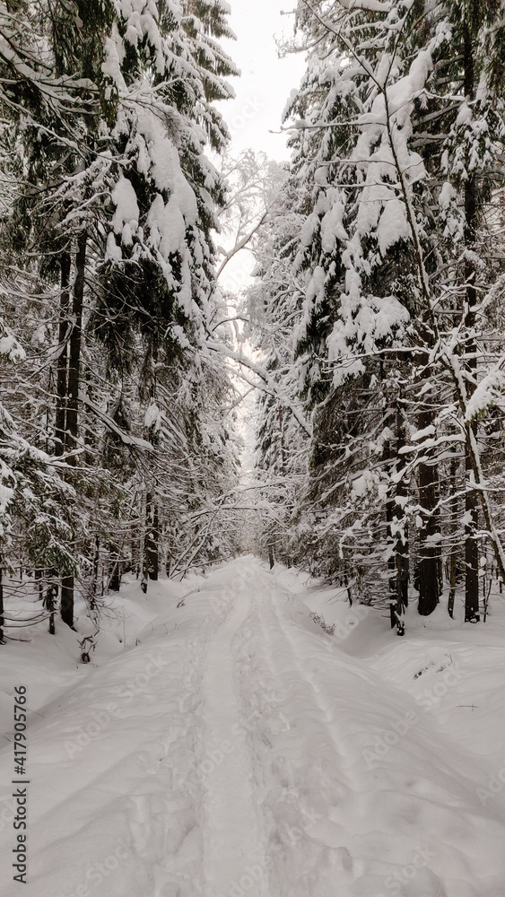 Obraz premium Winter trail