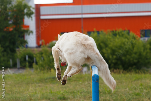 White funny beautiful fluffy Swiss Shepherd dog jumps