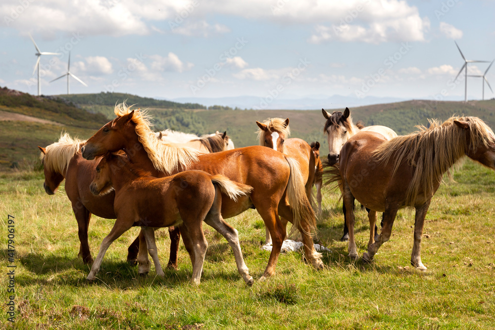 horses in the windmills field in Asturias