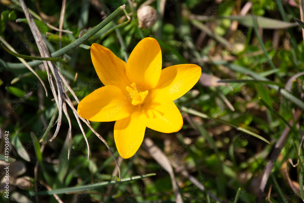 Fototapeta premium Beautiful Crimean early flower-yellow crocus narrow-leaved.