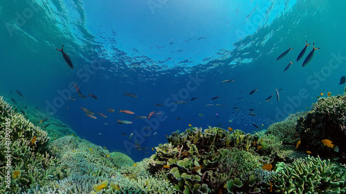 Coral reef and tropical fishes. The underwater world of the Philippines. Underwater colorful tropical coral reef seascape.