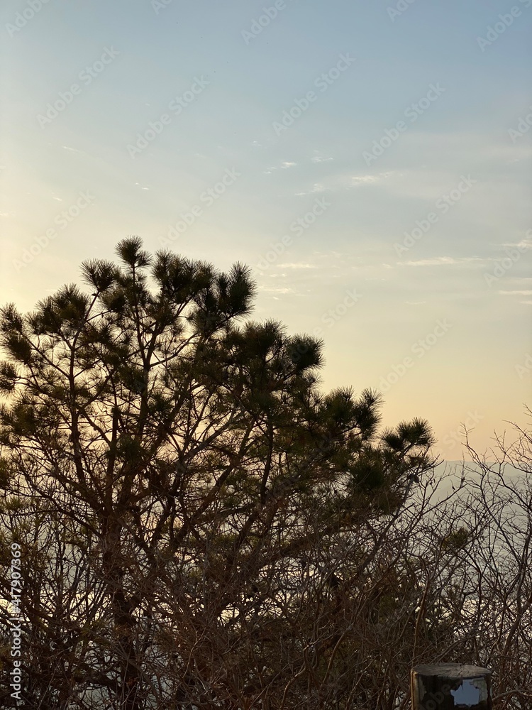 sunset in the forest