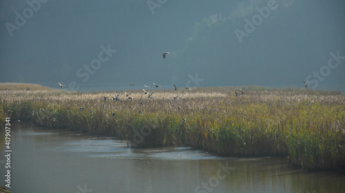 A flock of wild birds flying out of a reed growing in the bed of Olt river. Hazy autumn morning. Olt Valley, Romania. photo