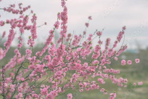 Blossom tree over nature background. Spring flowers. Spring background.