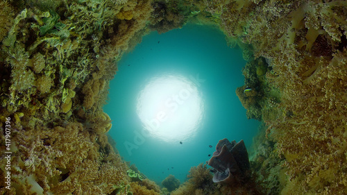 Coral reef and tropical fishes. The underwater world of the Philippines. Philippines.