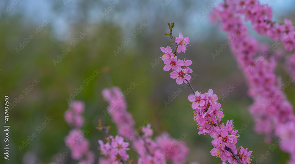 Naklejka premium Blossom tree over nature background. Spring flowers. Spring background.