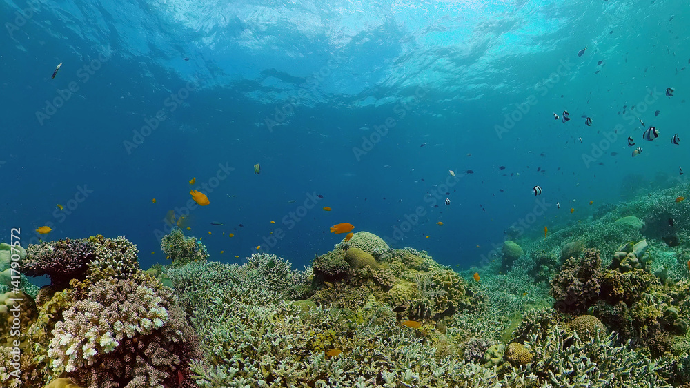 Colourful tropical coral reef. Scene reef. Seascape under water. Philippines. Colourful tropical coral reef. Scene reef. Seascape under water. Philippines.
