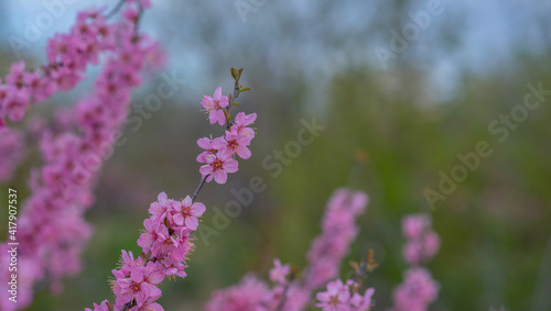 Blossom tree over nature background. Spring flowers. Spring background.