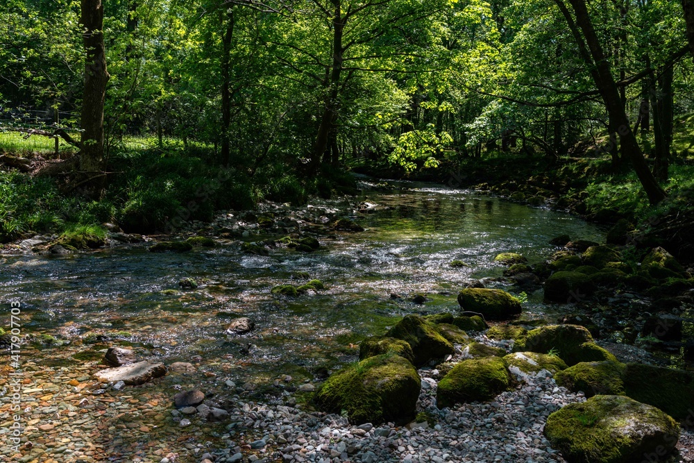 river in the forest