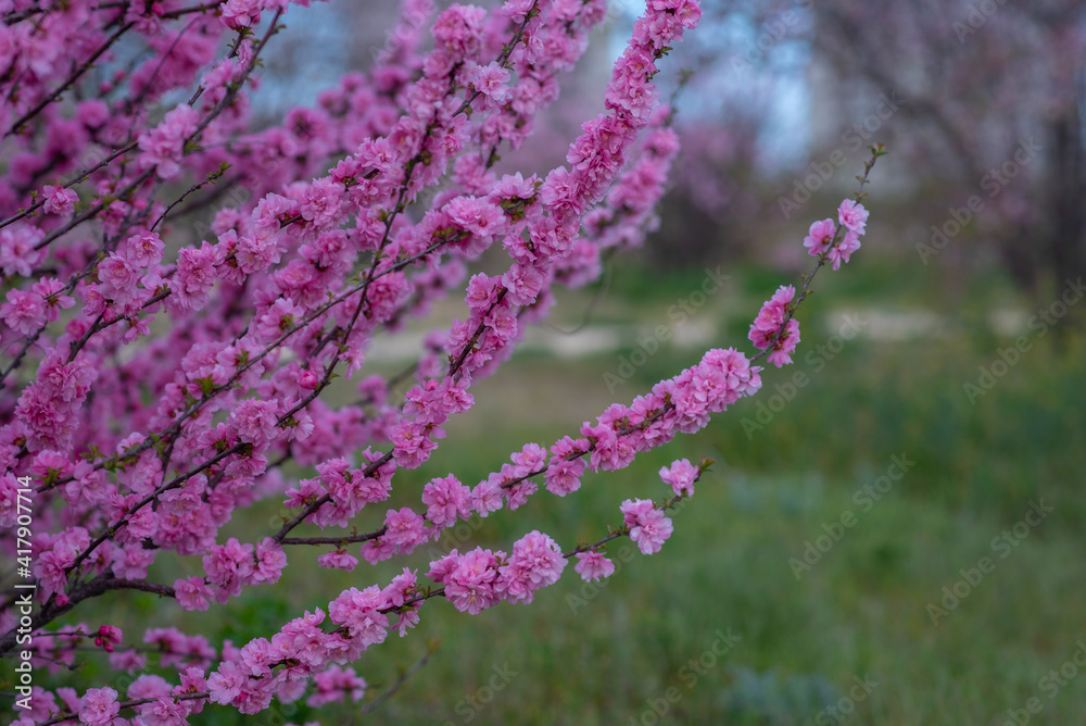 Obraz premium Sweet Cherry blossoms of warm spring. Fresh green tree leaves. Beautiful Japanese ornamental cherries in pink in close-up. Natural background.