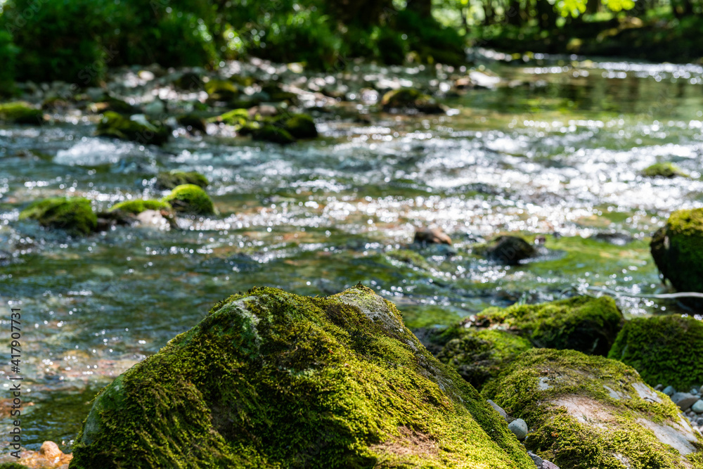 river in the forest river in the forest