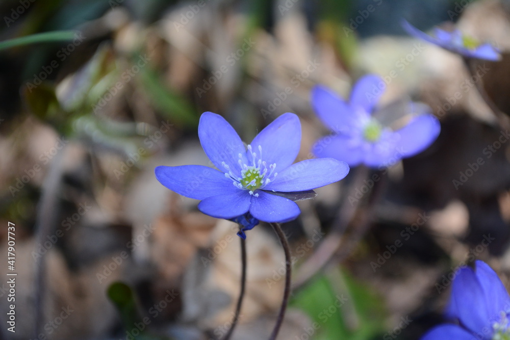 A closeup on a Hepatica that stands out among the leaves in spring times. A closeup on a Hepatica that stands out among the leaves in spring times.