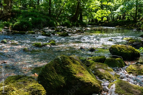 river in the forest