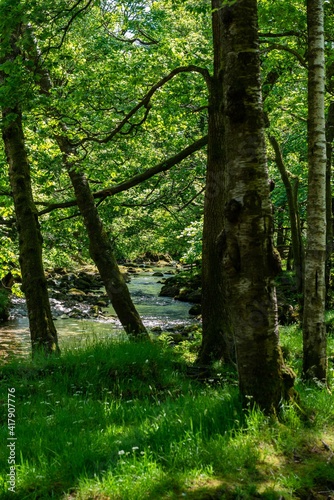 river in the forest