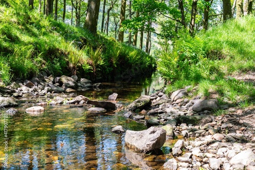 river in the forest