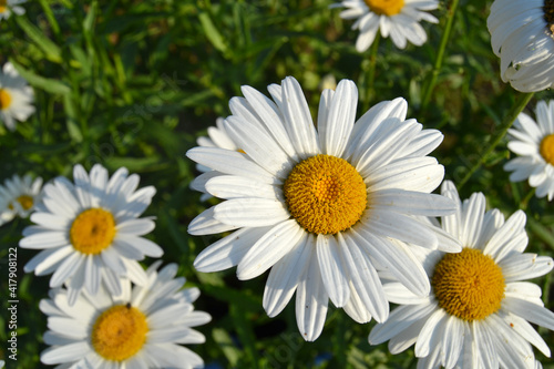 daisies in a garden