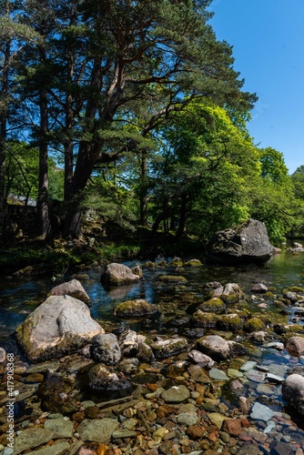 river in the forest