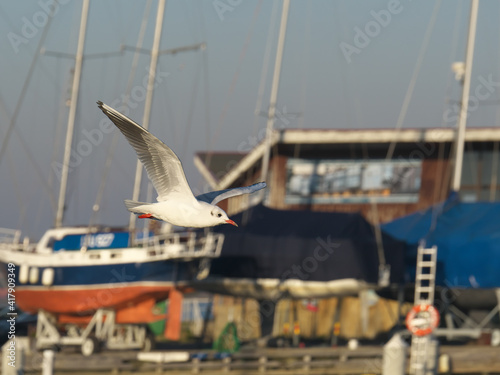 Seagull in flight against the background of yachts.