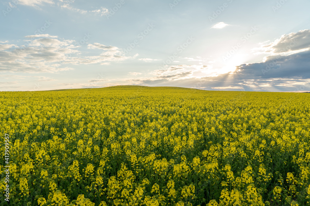 A beautiful yellow field with flowering rapeseed on the background of a blue sky and fluffy clouds. Eco-friendly agriculture.