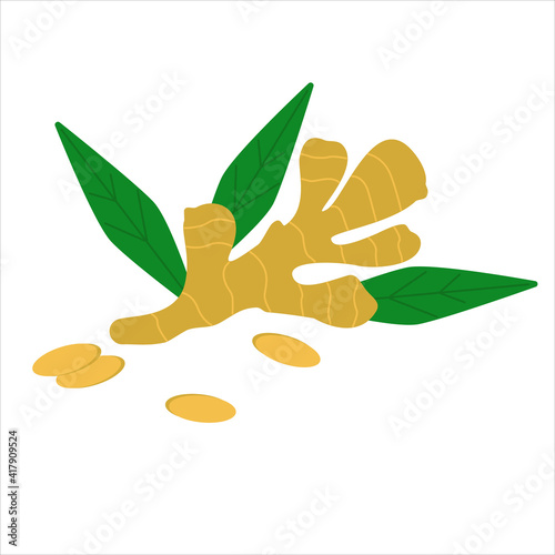 Ginger root isolated on white background. Vector illustration.