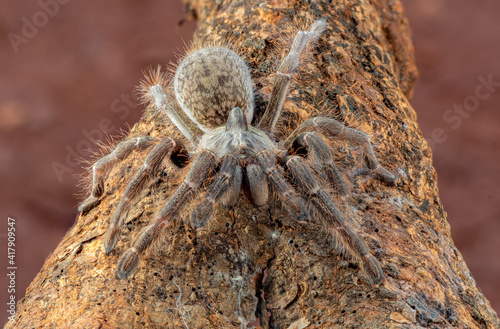 African rear-horned baboon tarantula in defensive mode, Indonesia