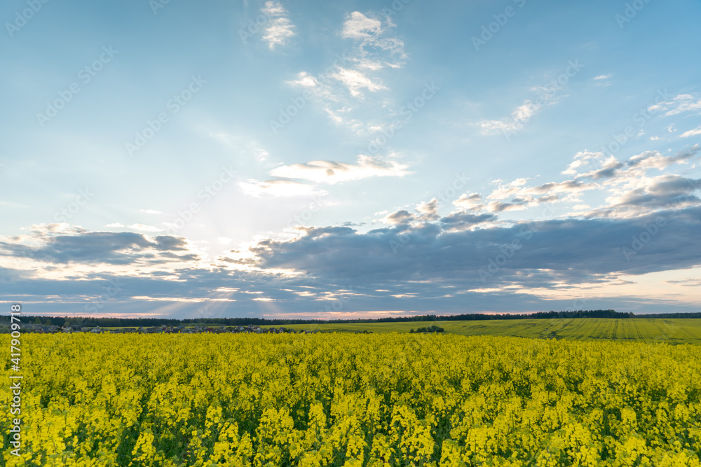 Fototapeta premium A beautiful yellow field with flowering rapeseed on the background of a blue sky and fluffy clouds. Eco-friendly agriculture.